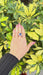 9.56 Carat Royal Blue Sapphire Ring